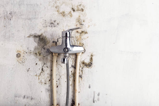 Best Certified Mold Removal  in Butler, WI
