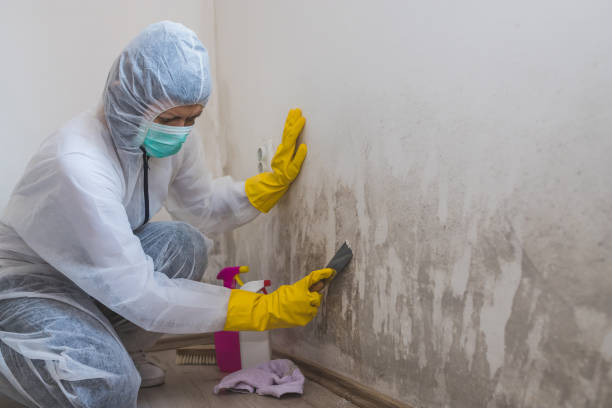 Attic Mold Removal in Butler, WI