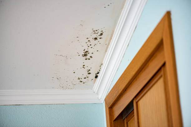 Best Professional Mold Removal  in Butler, WI