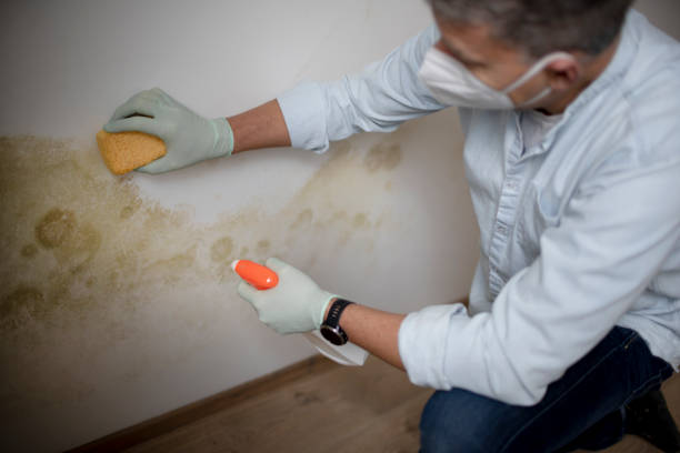 Best Certified Mold Removal  in Butler, WI