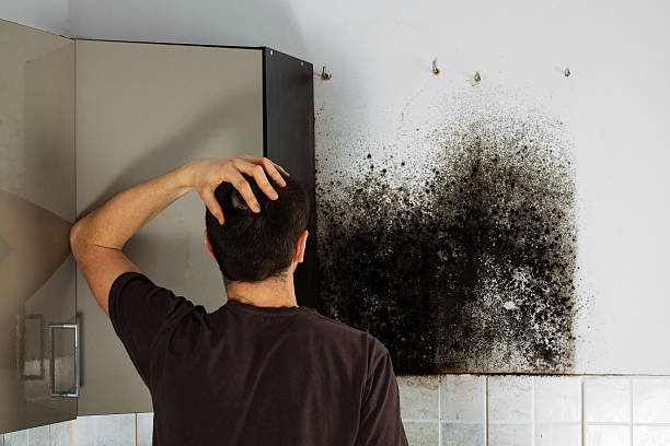 Best Home Mold Removal  in Butler, WI