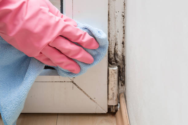 Best Black Mold Removal  in Butler, WI